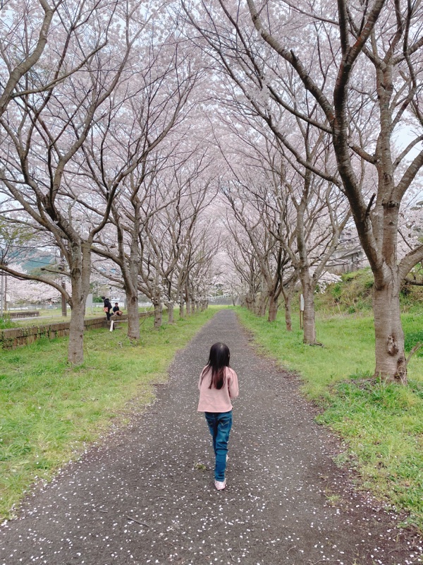 桜満開でした🌸