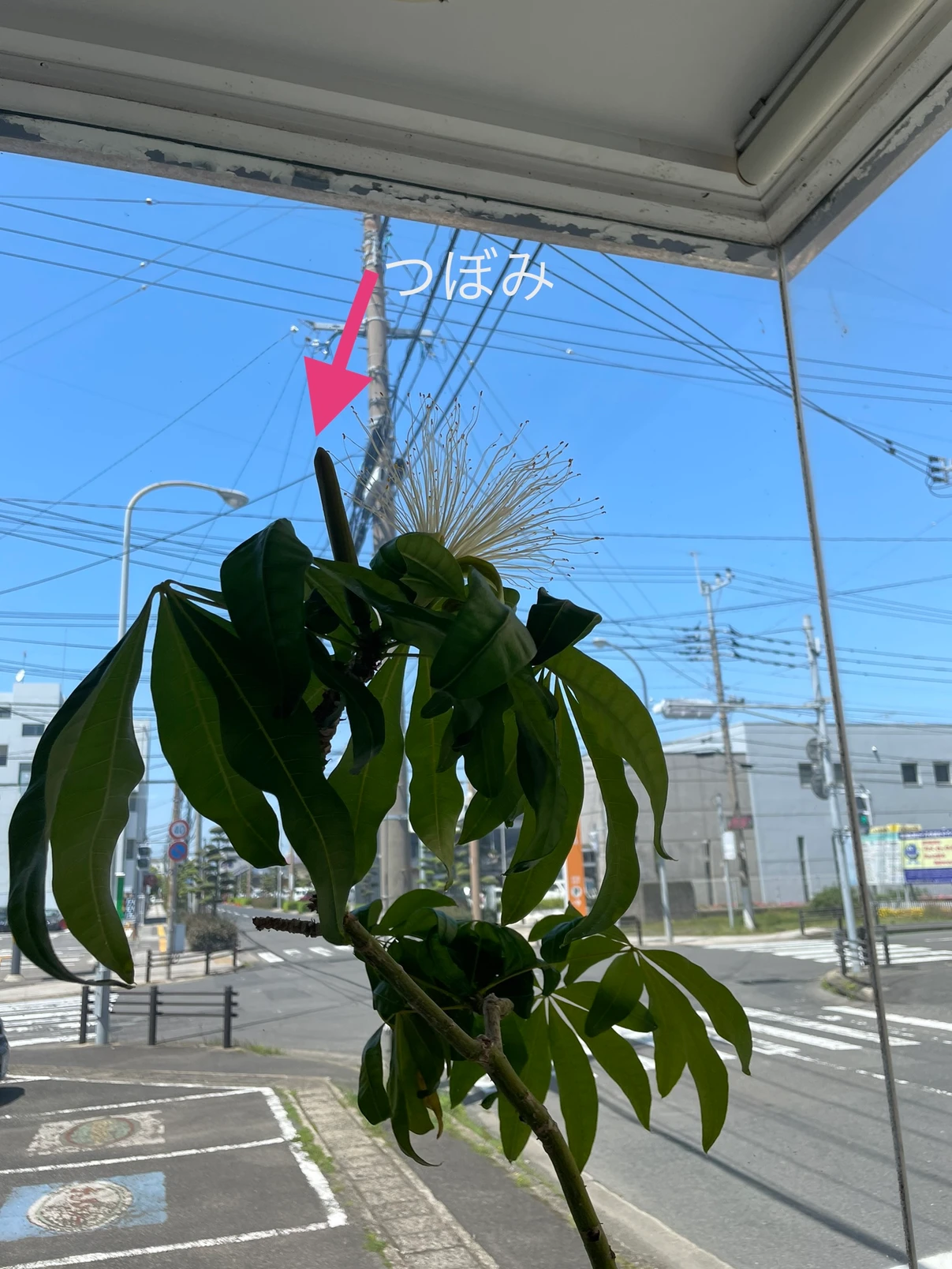 またパキラの花が咲きました✨