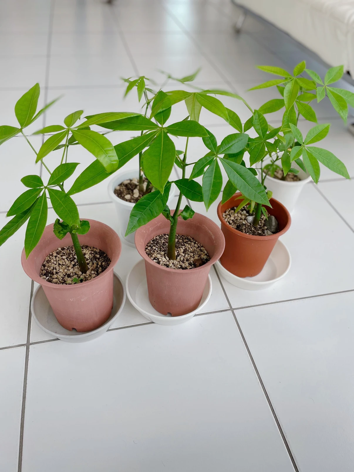 パキラの子供🌱