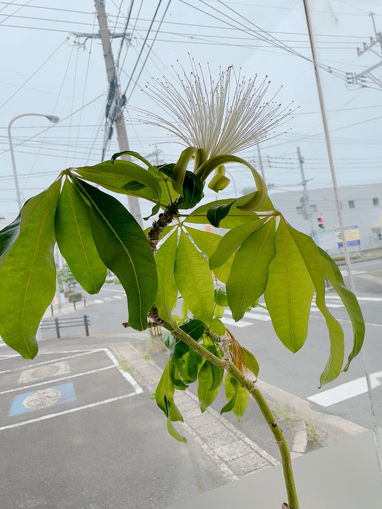 パキラの花