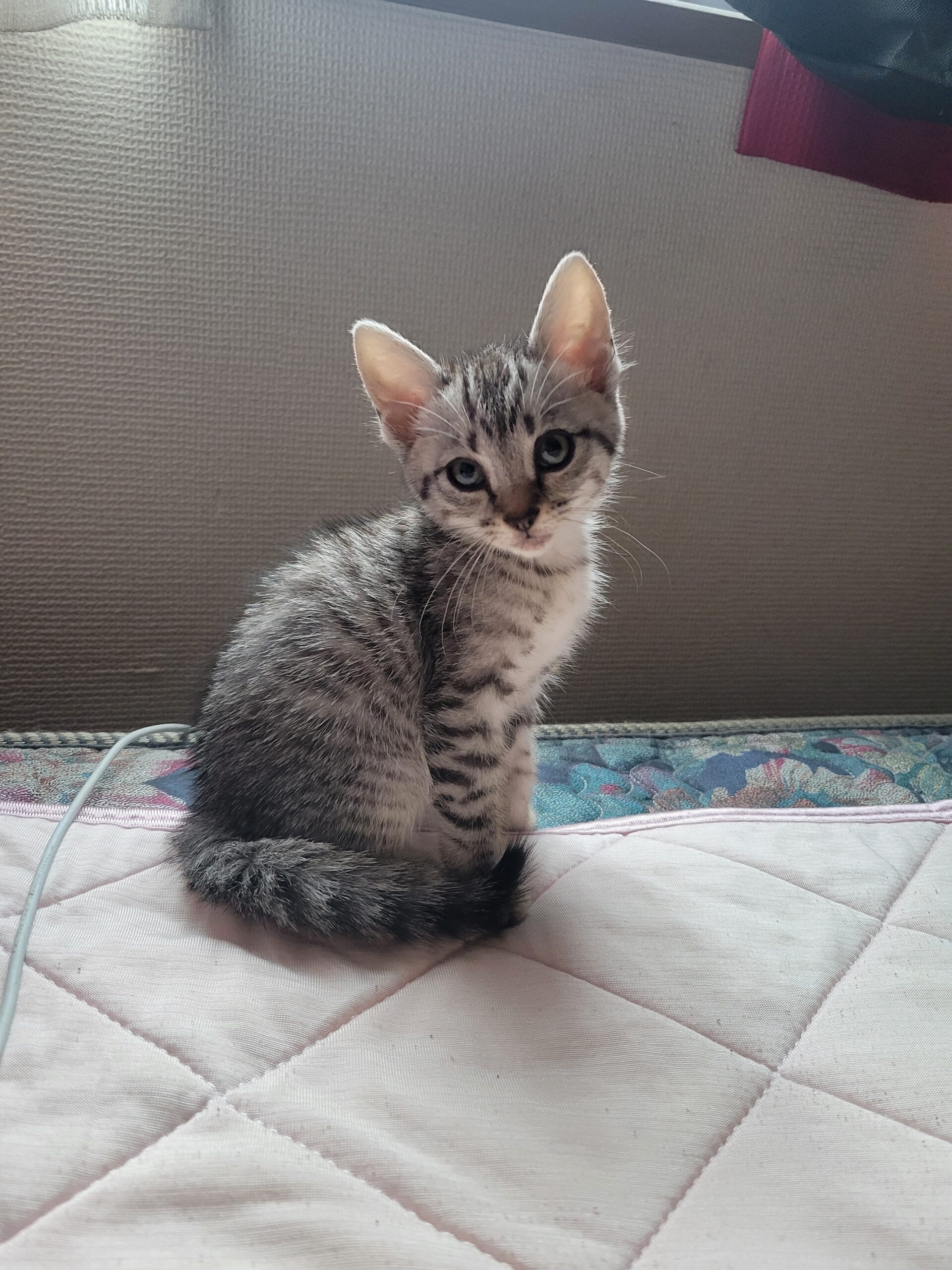 我が家に猫がやって来ました🐱